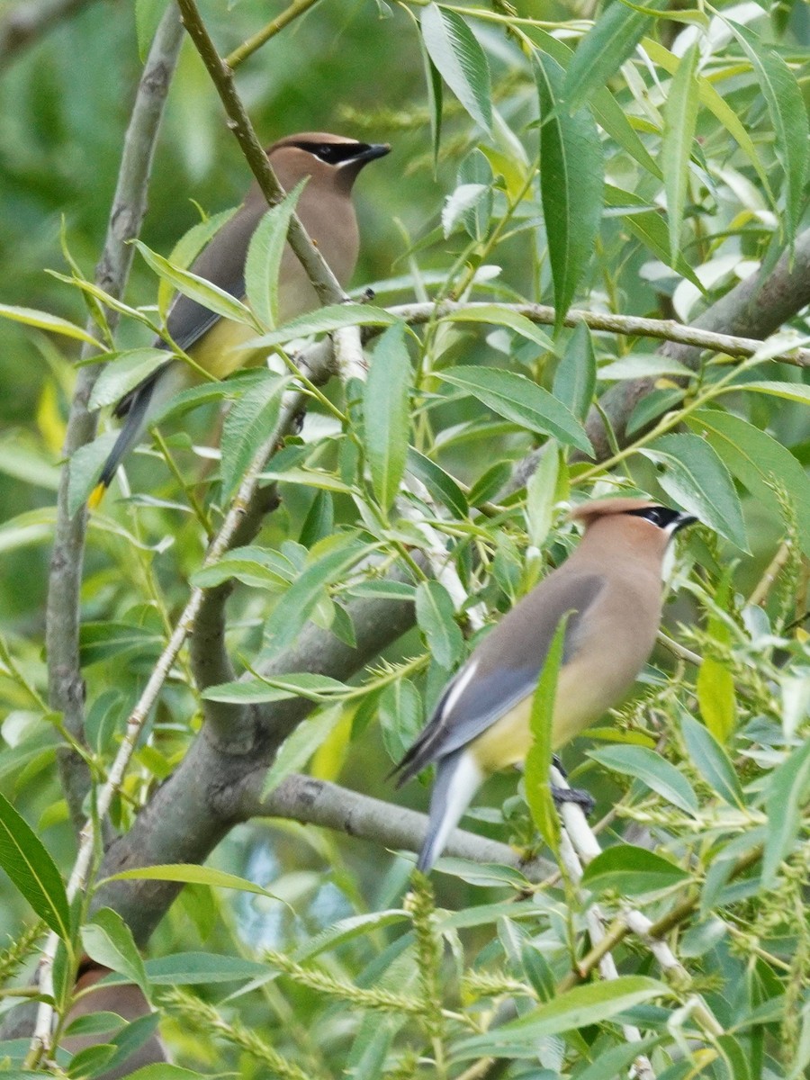 Cedar Waxwing - ML635862366