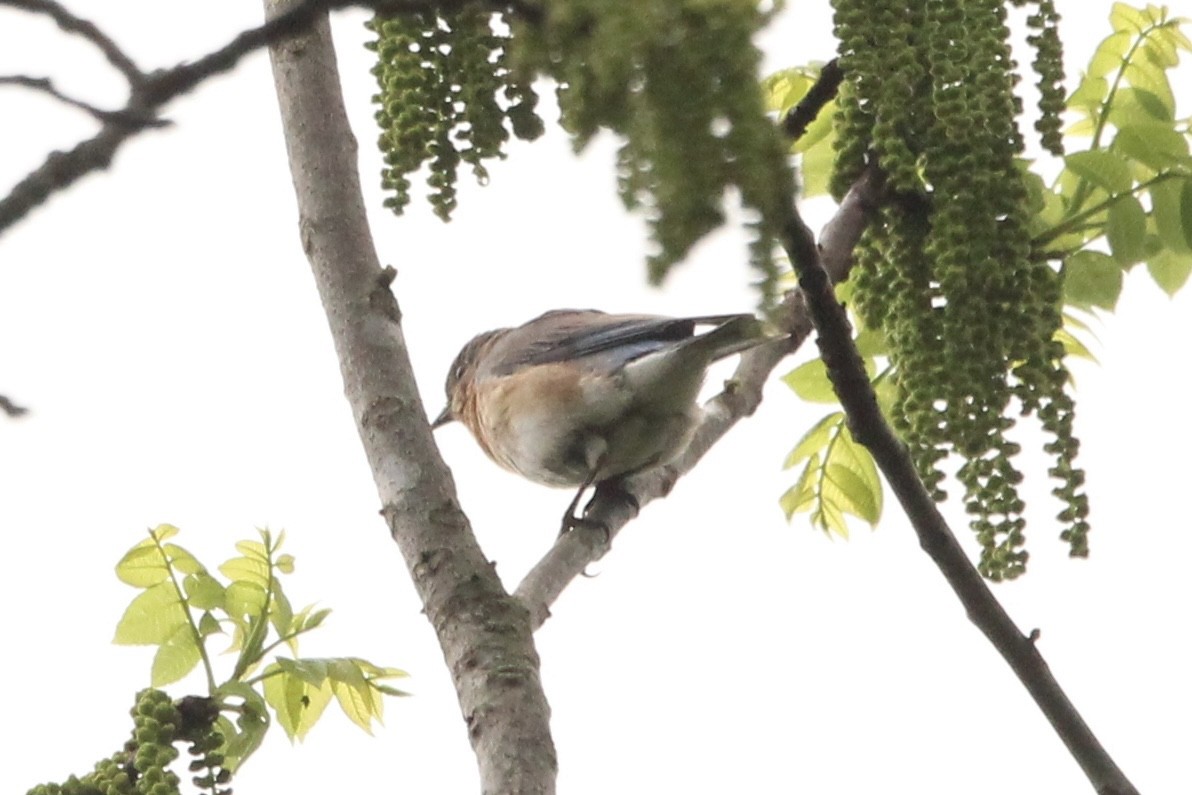 Eastern Bluebird - ML635862378
