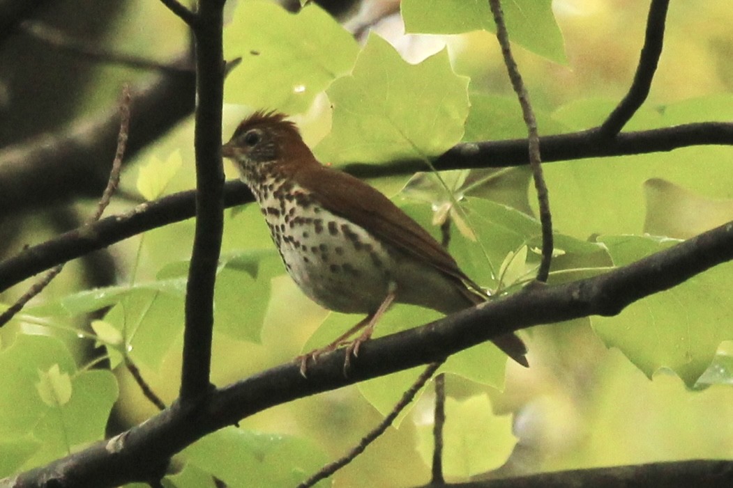 Wood Thrush - ML635862392