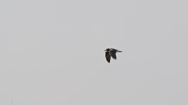 Sooty Gull - ML635862456