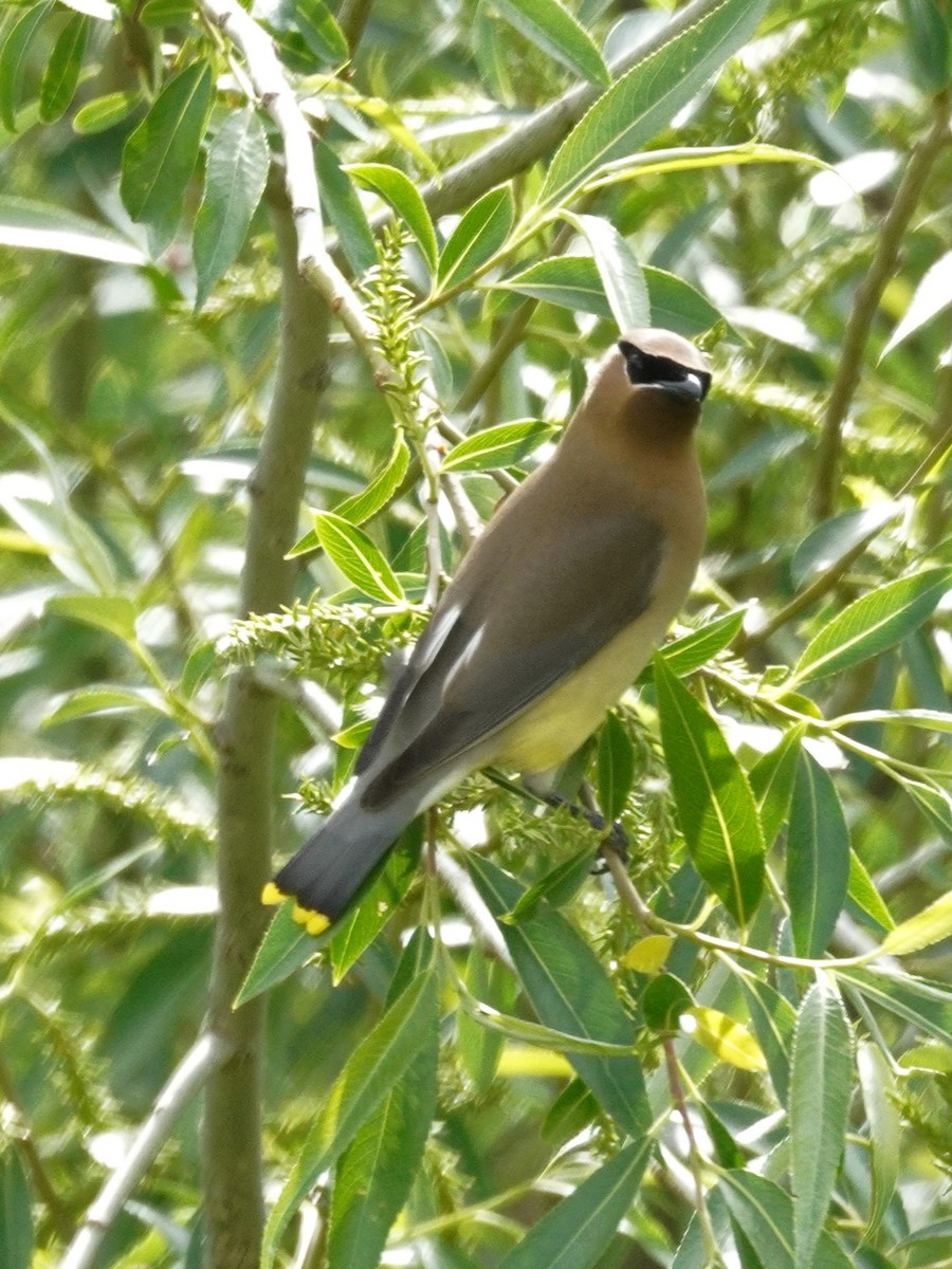 Cedar Waxwing - ML635862460