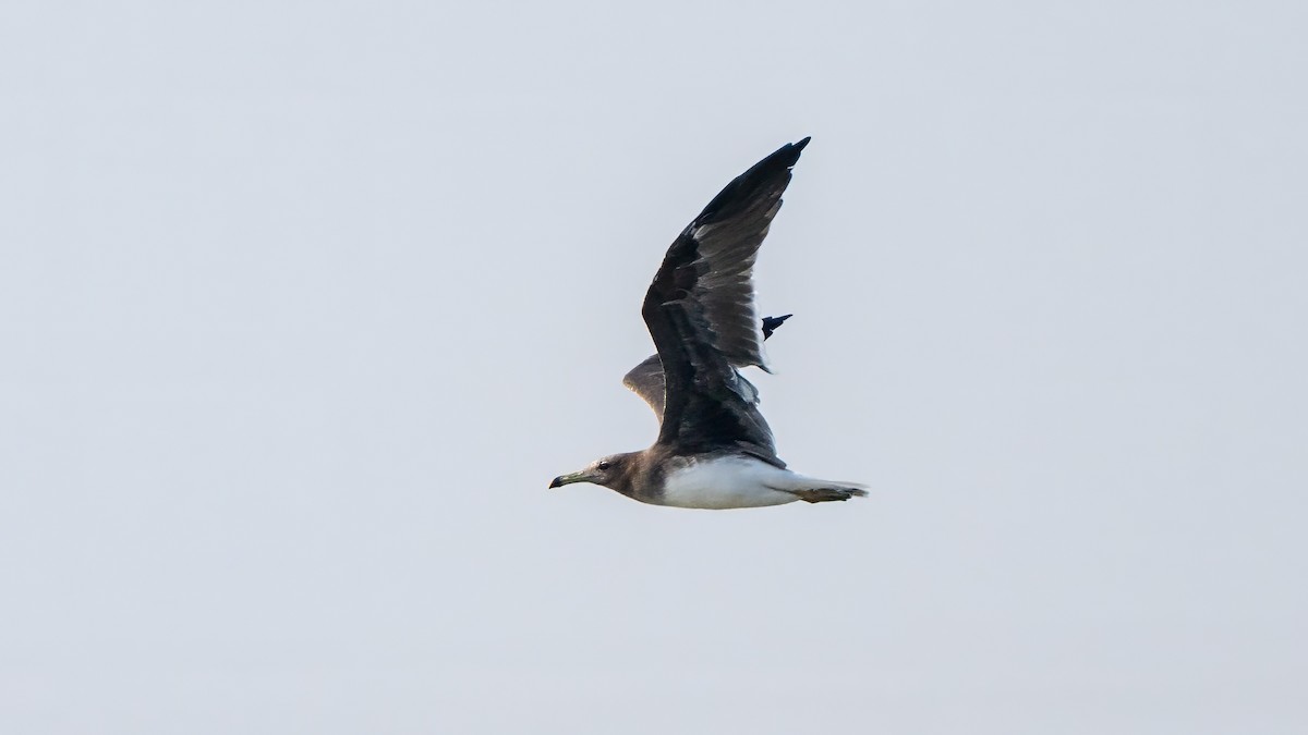 Sooty Gull - ML635862471
