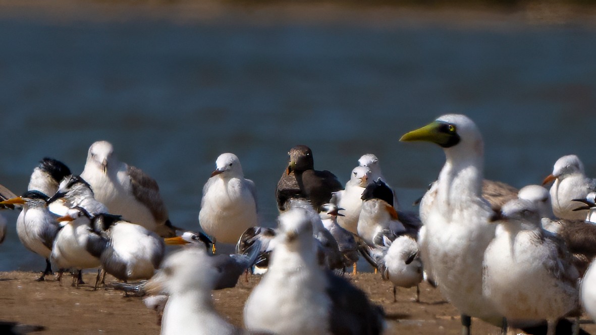 Sooty Gull - ML635862472