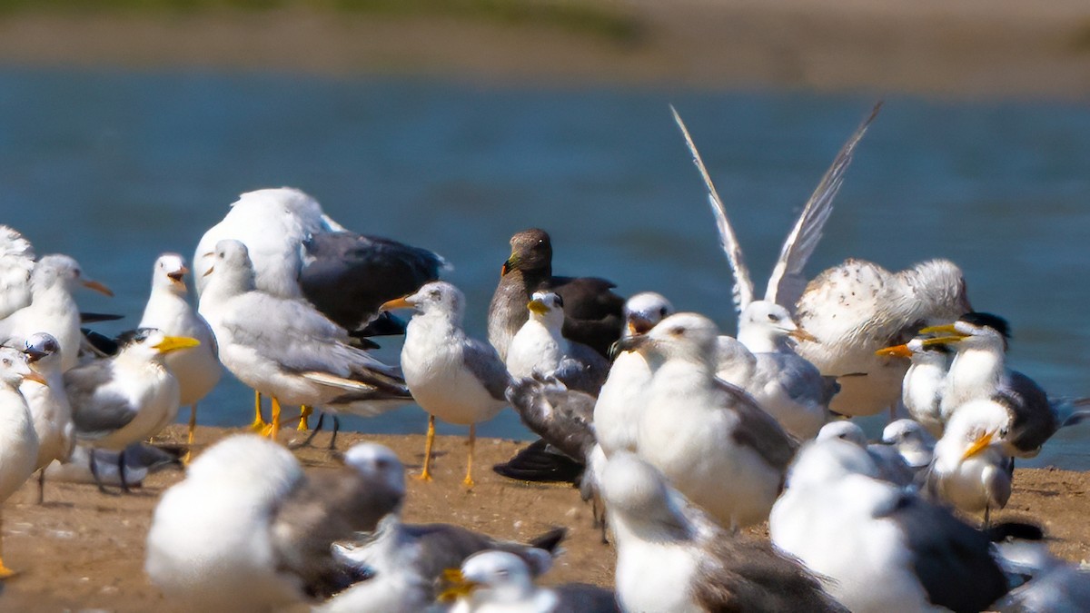 Sooty Gull - ML635862473