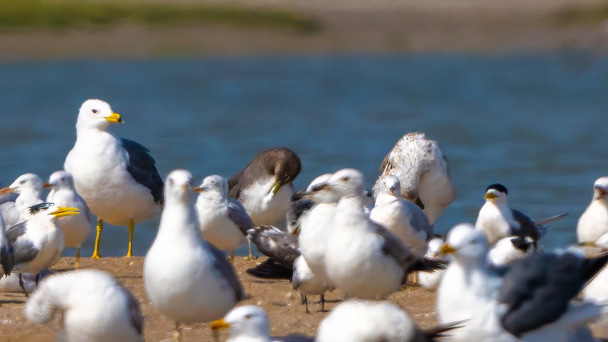 Sooty Gull - ML635862474