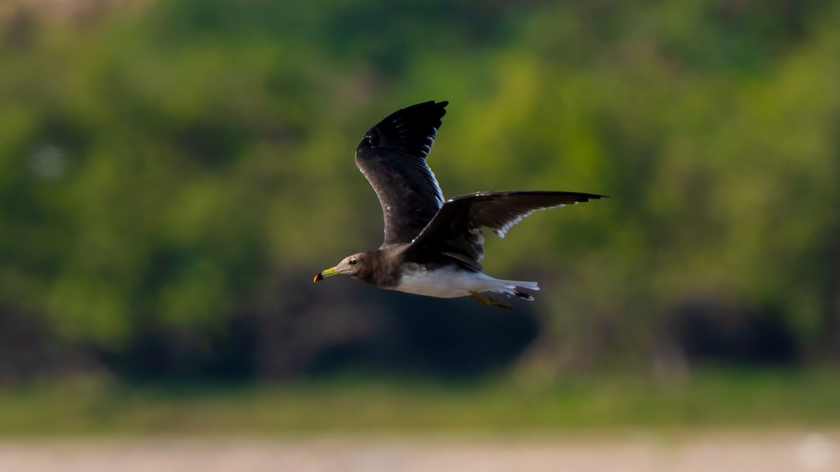 Sooty Gull - ML635862475