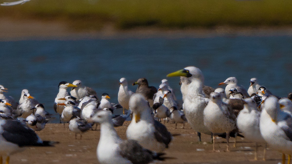 Sooty Gull - ML635862476
