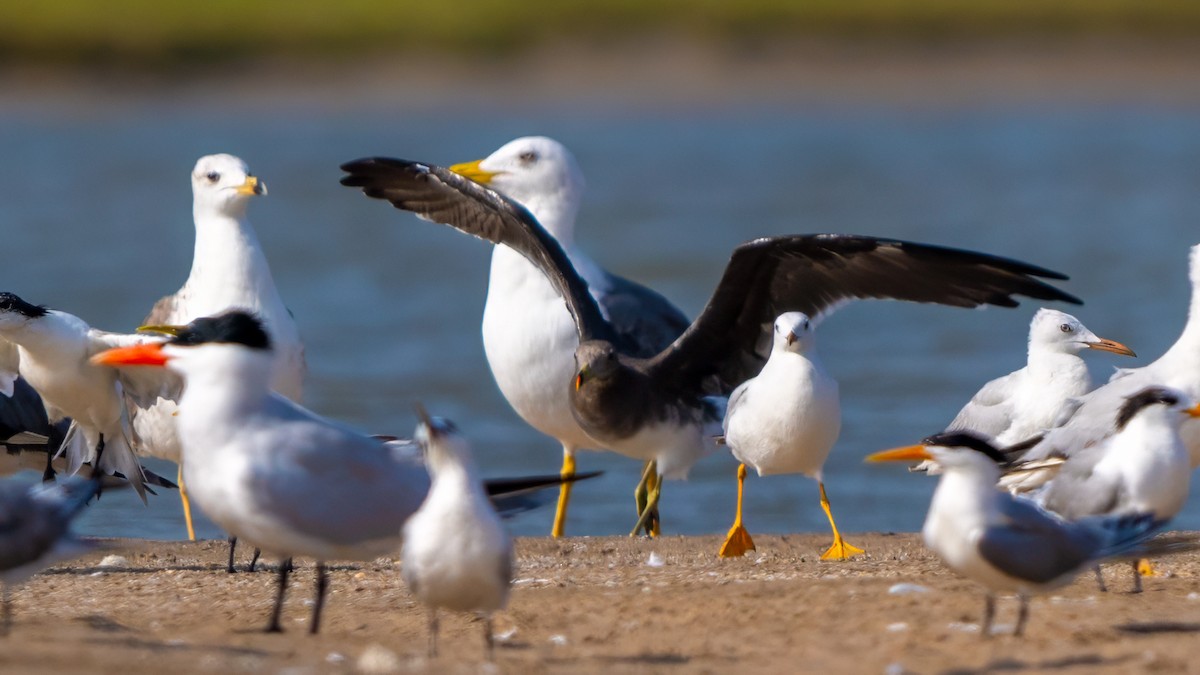 Sooty Gull - ML635862477
