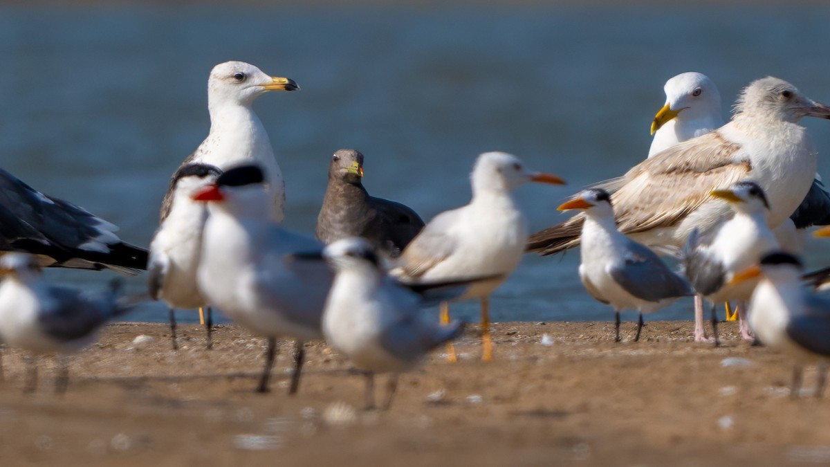 Sooty Gull - ML635862478