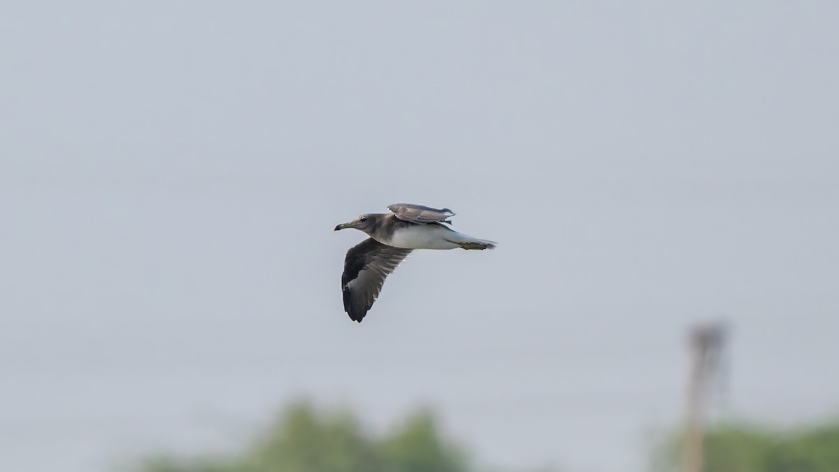 Sooty Gull - ML635862479