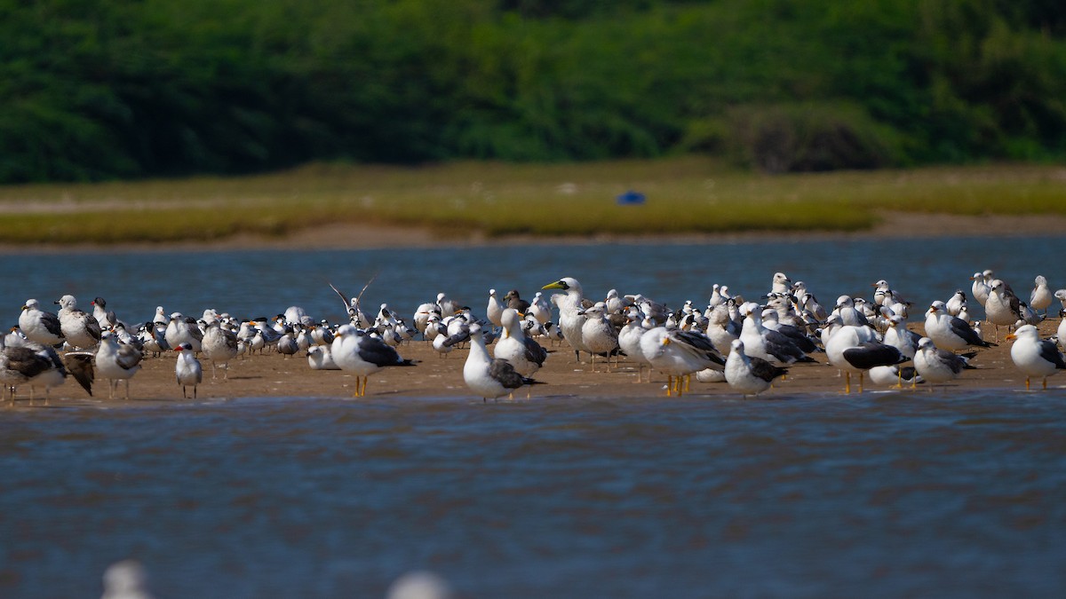 Sooty Gull - ML635862480