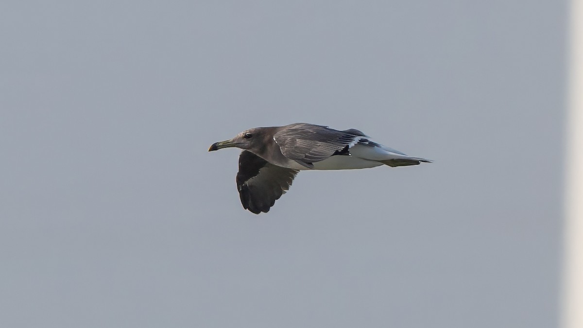 Sooty Gull - ML635862481