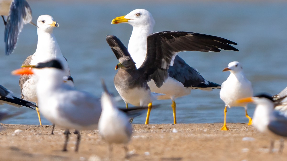 Sooty Gull - ML635862482