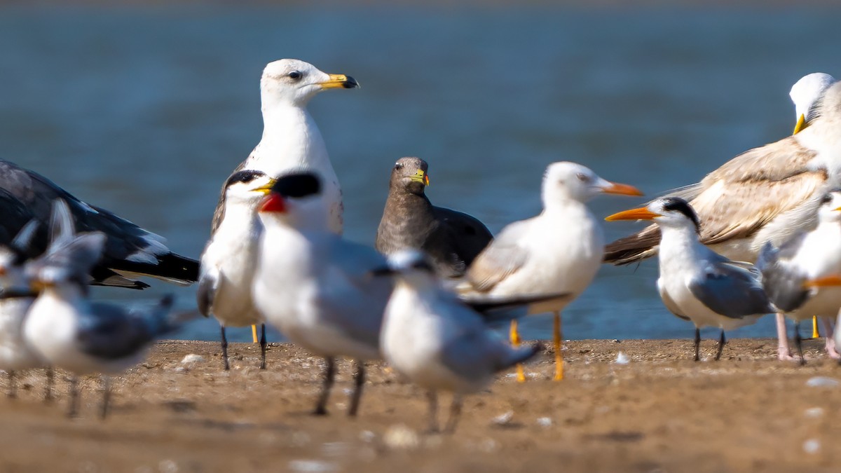 Sooty Gull - ML635862483