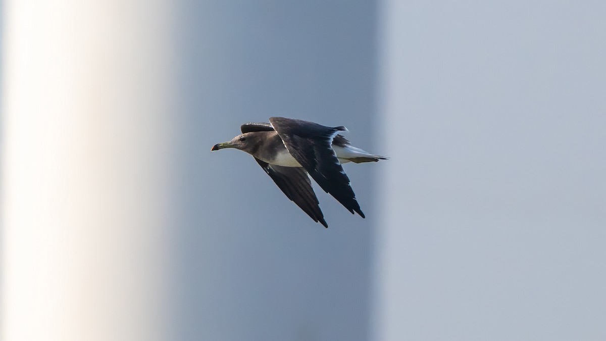 Sooty Gull - ML635862484