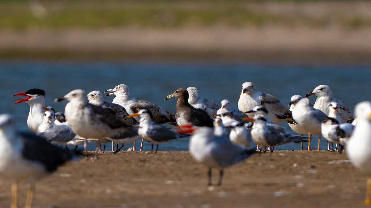 Sooty Gull - ML635862485