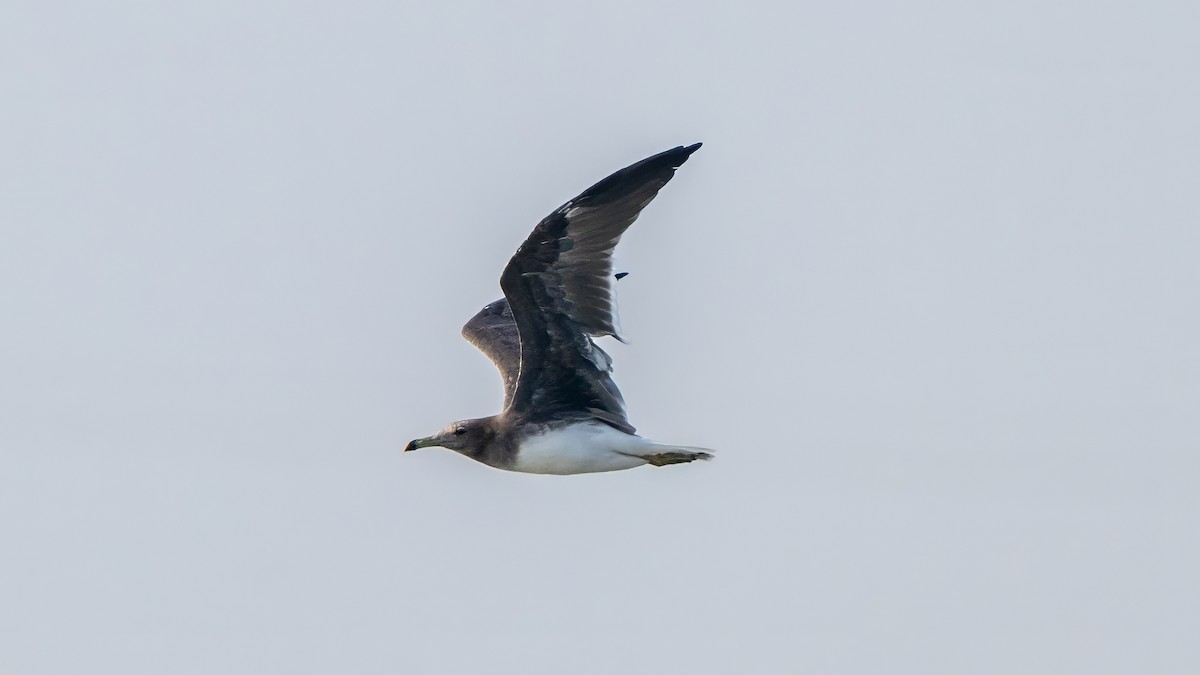 Sooty Gull - ML635862486
