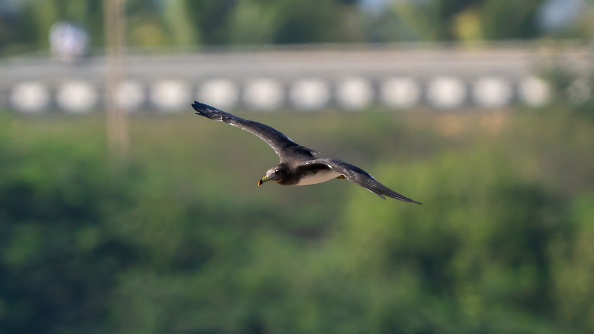Sooty Gull - ML635862487