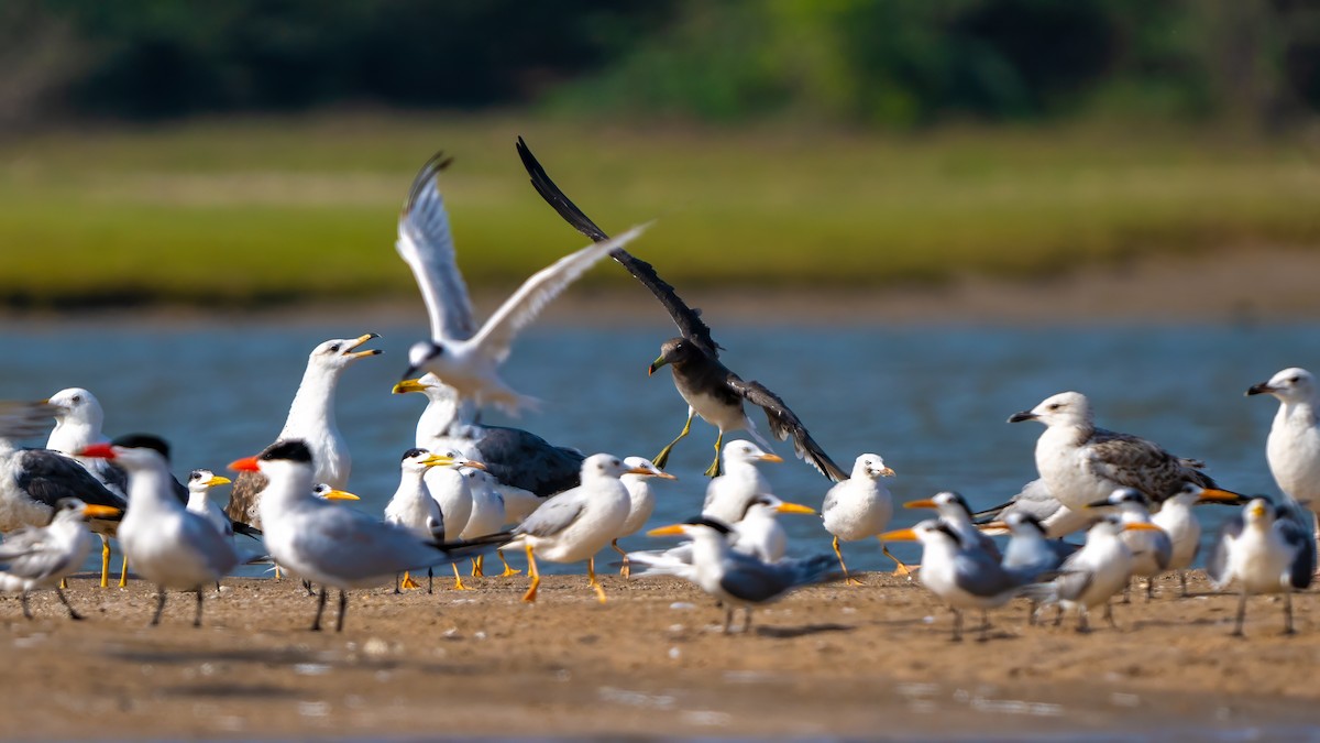 Sooty Gull - ML635862488