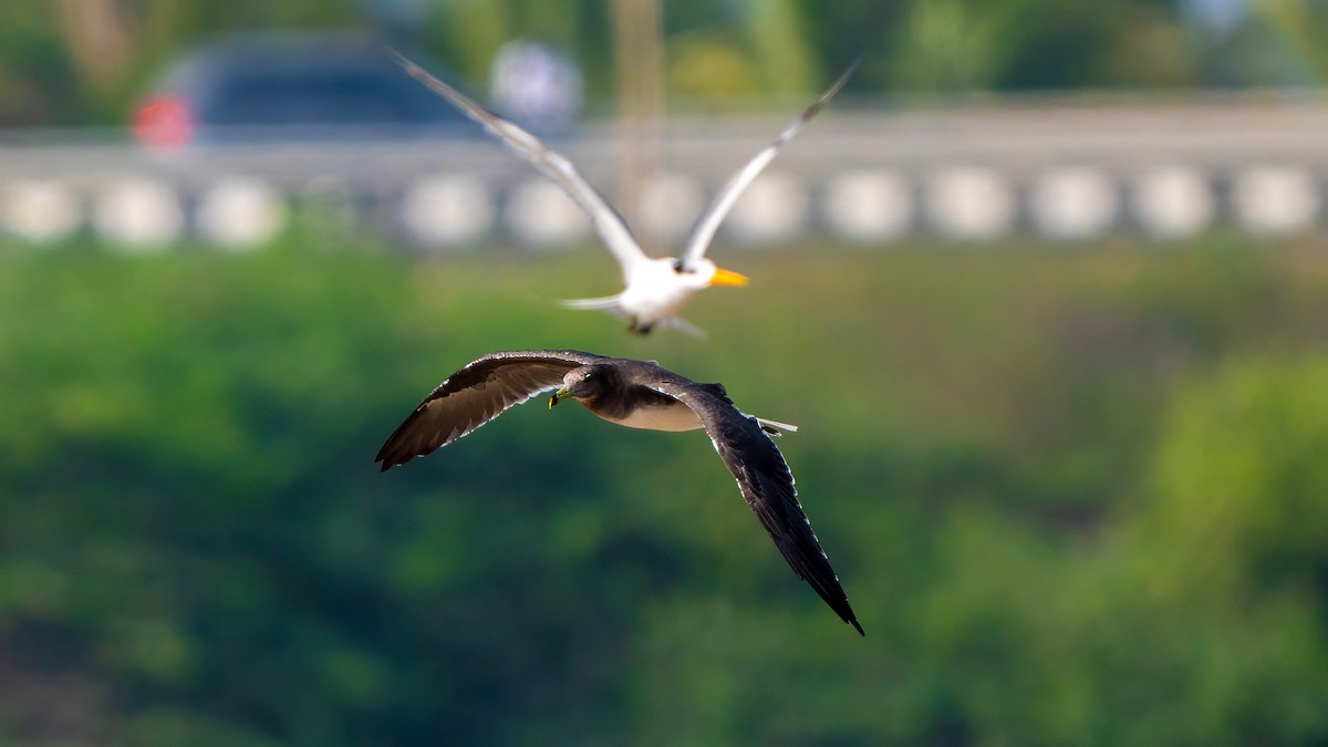 Sooty Gull - ML635862489