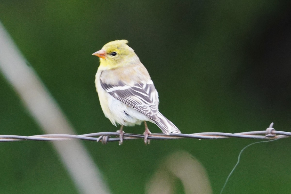American Goldfinch - ML635862490