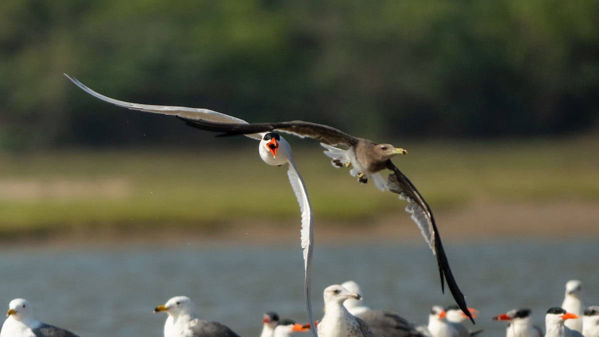 Sooty Gull - ML635862492