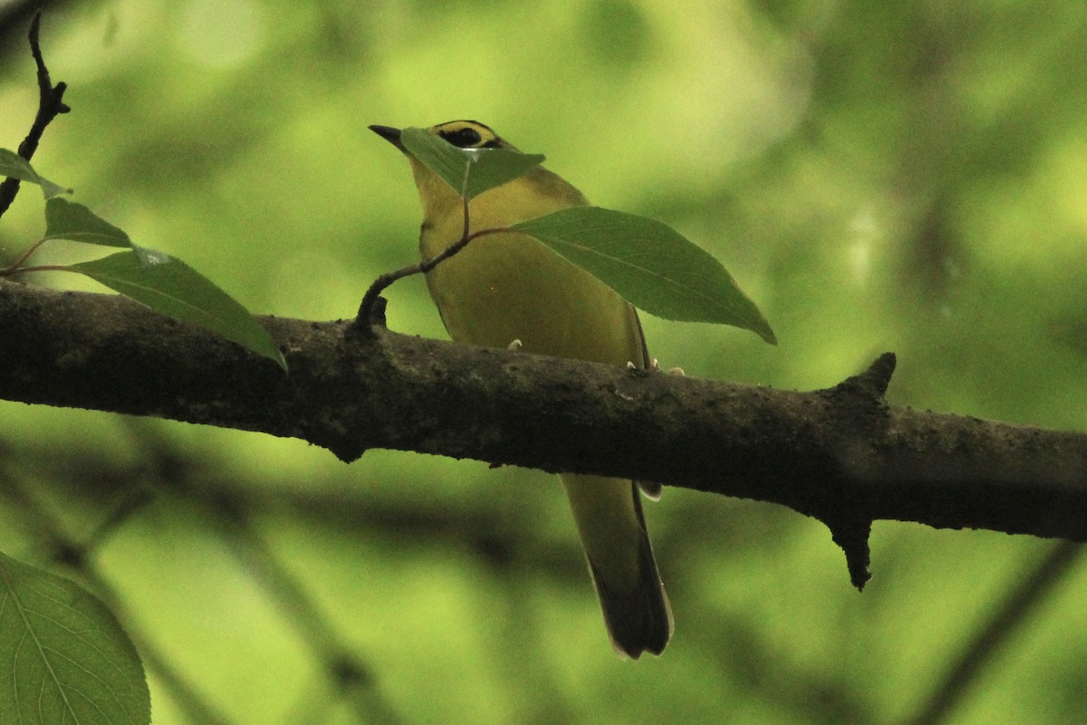 Kentucky Warbler - ML635862499