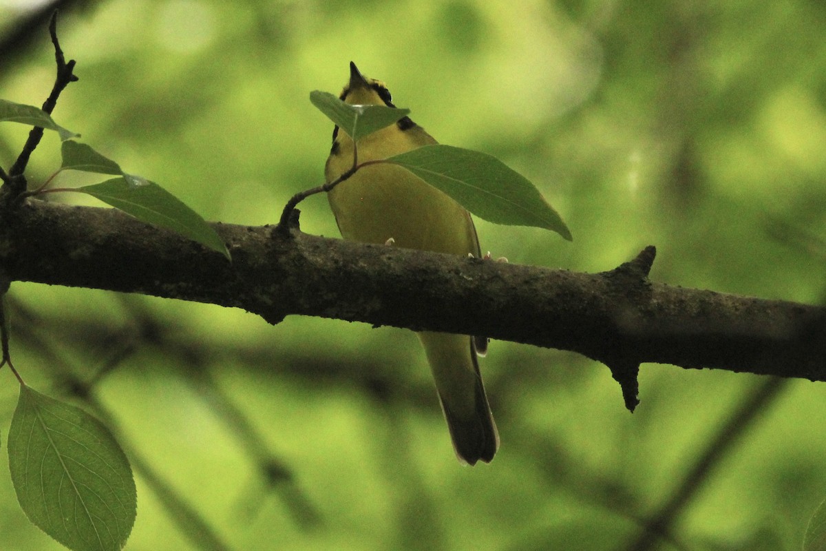 Kentucky Warbler - ML635862500
