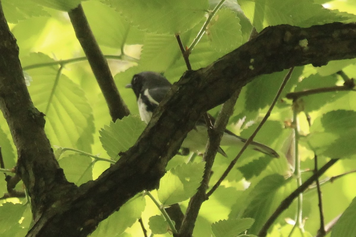 Black-throated Blue Warbler - ML635862521