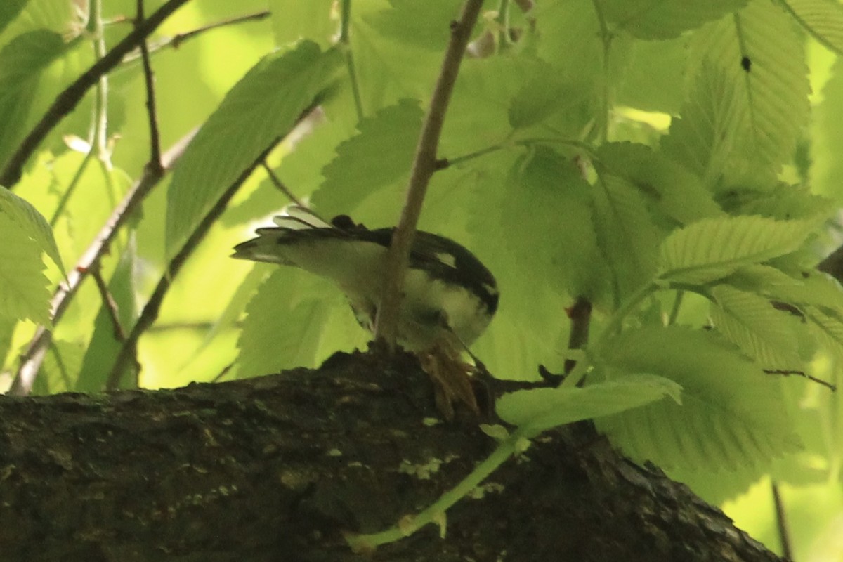 Black-throated Blue Warbler - ML635862522