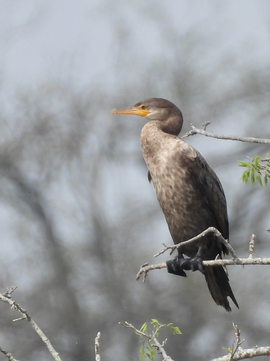 Neotropic Cormorant - ML635862617