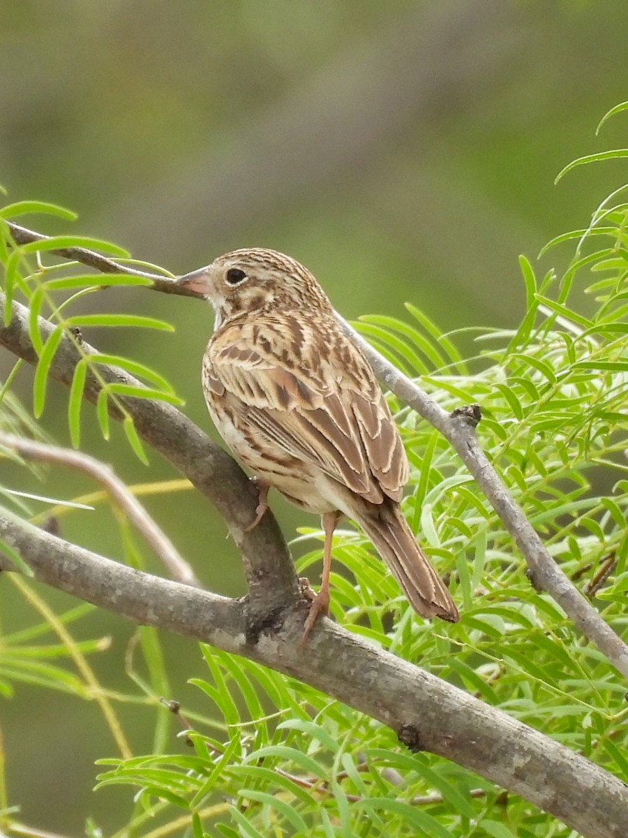 Vesper Sparrow - ML635862760