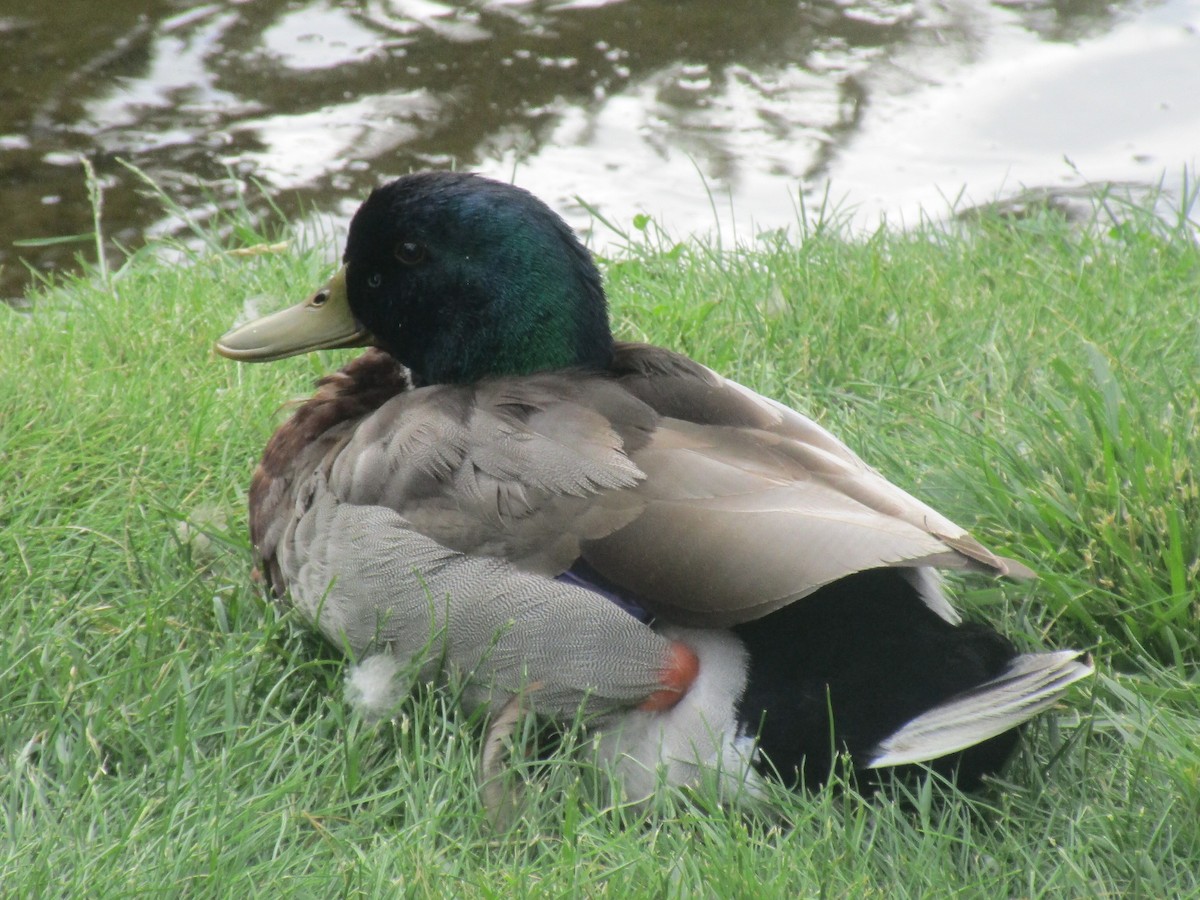 Canard colvert - ML63586301