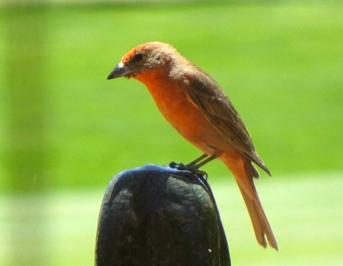 Hepatic Tanager - ML635863116