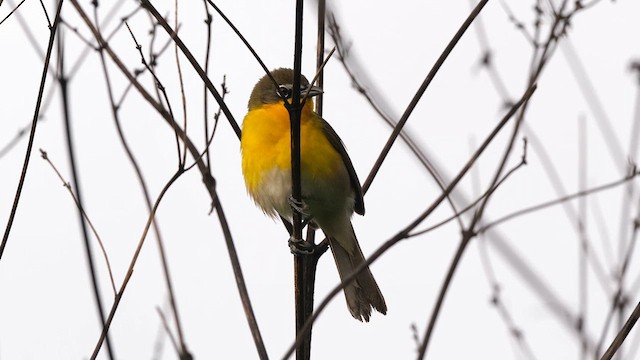 Yellow-breasted Chat - ML635863169