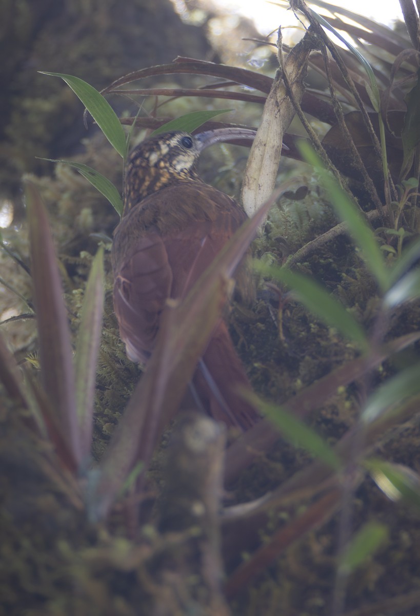 Greater Scythebill - ML635863224