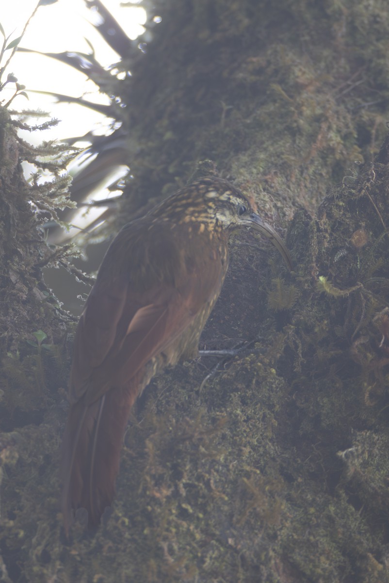 Greater Scythebill - ML635863231