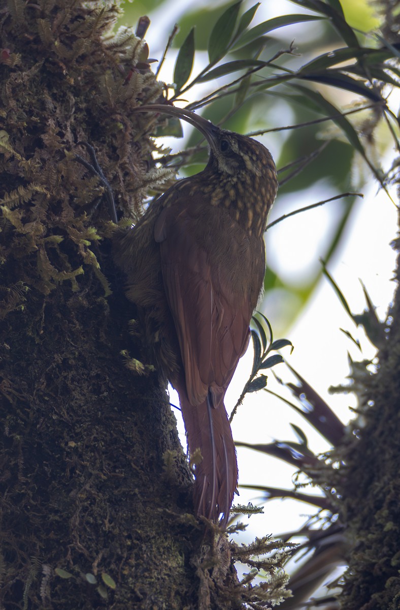 Greater Scythebill - ML635863233