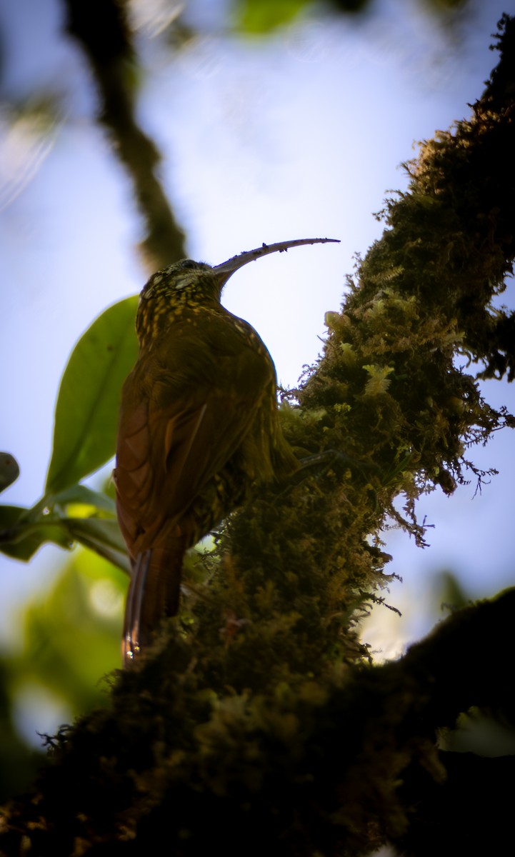 Greater Scythebill - ML635863240