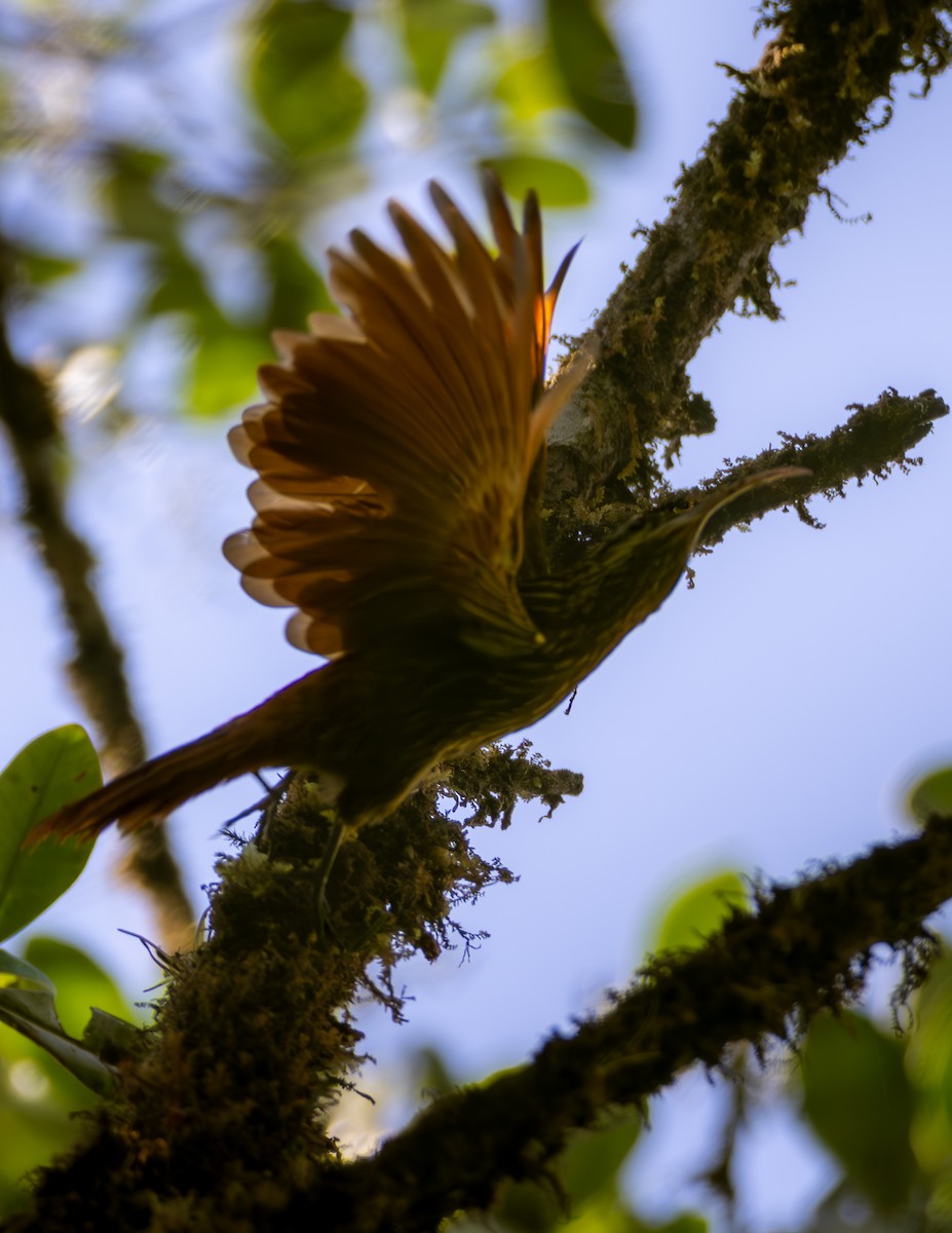 Greater Scythebill - ML635863254