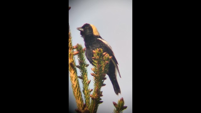 ボボリンク - ML635863264