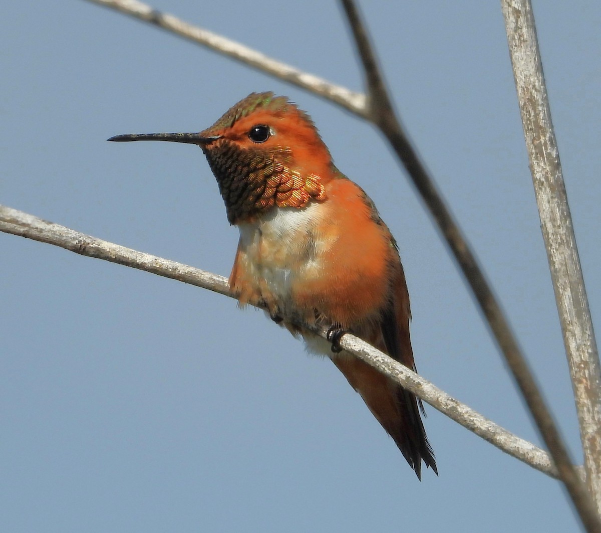 Allen's Hummingbird - ML635863360