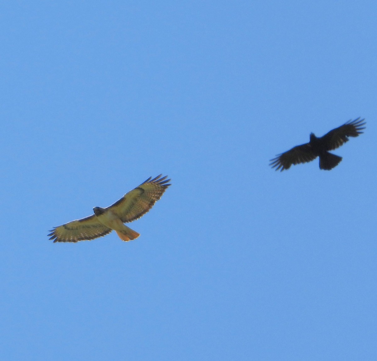 Red-tailed Hawk - ML635863397