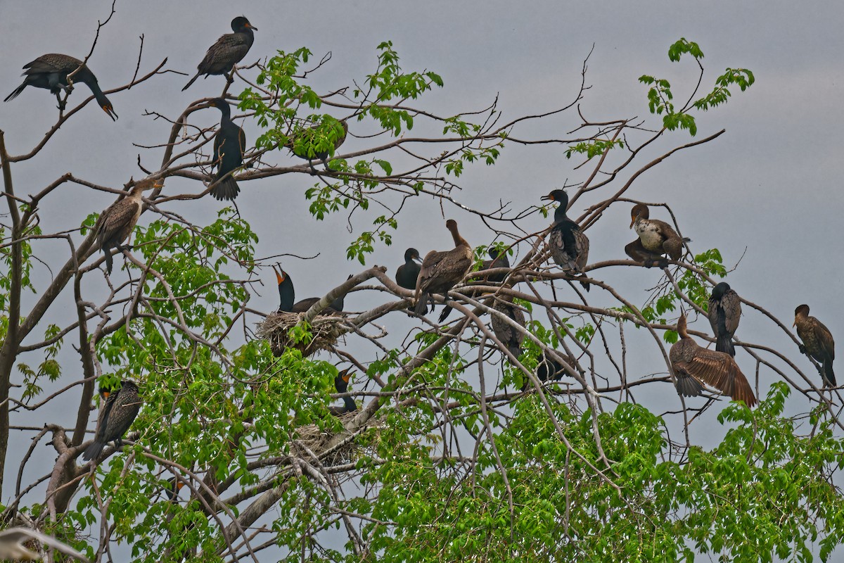 Double-crested Cormorant - ML635863412