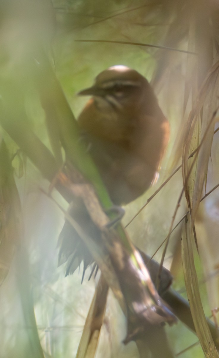 Plain-tailed Wren - ML635863414