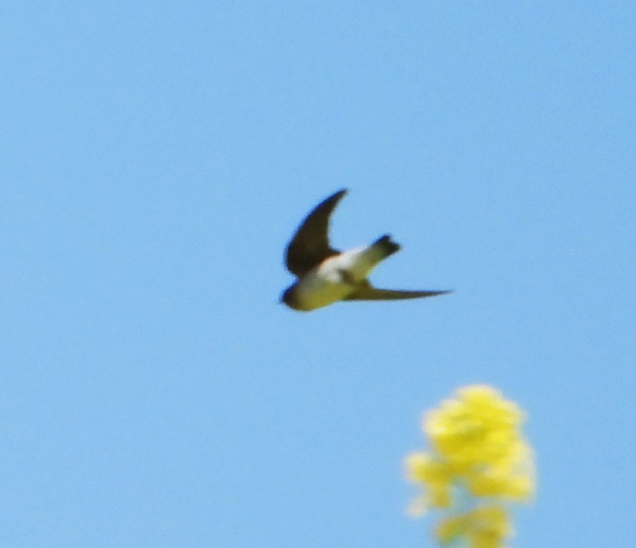 Cliff Swallow - ML635863438