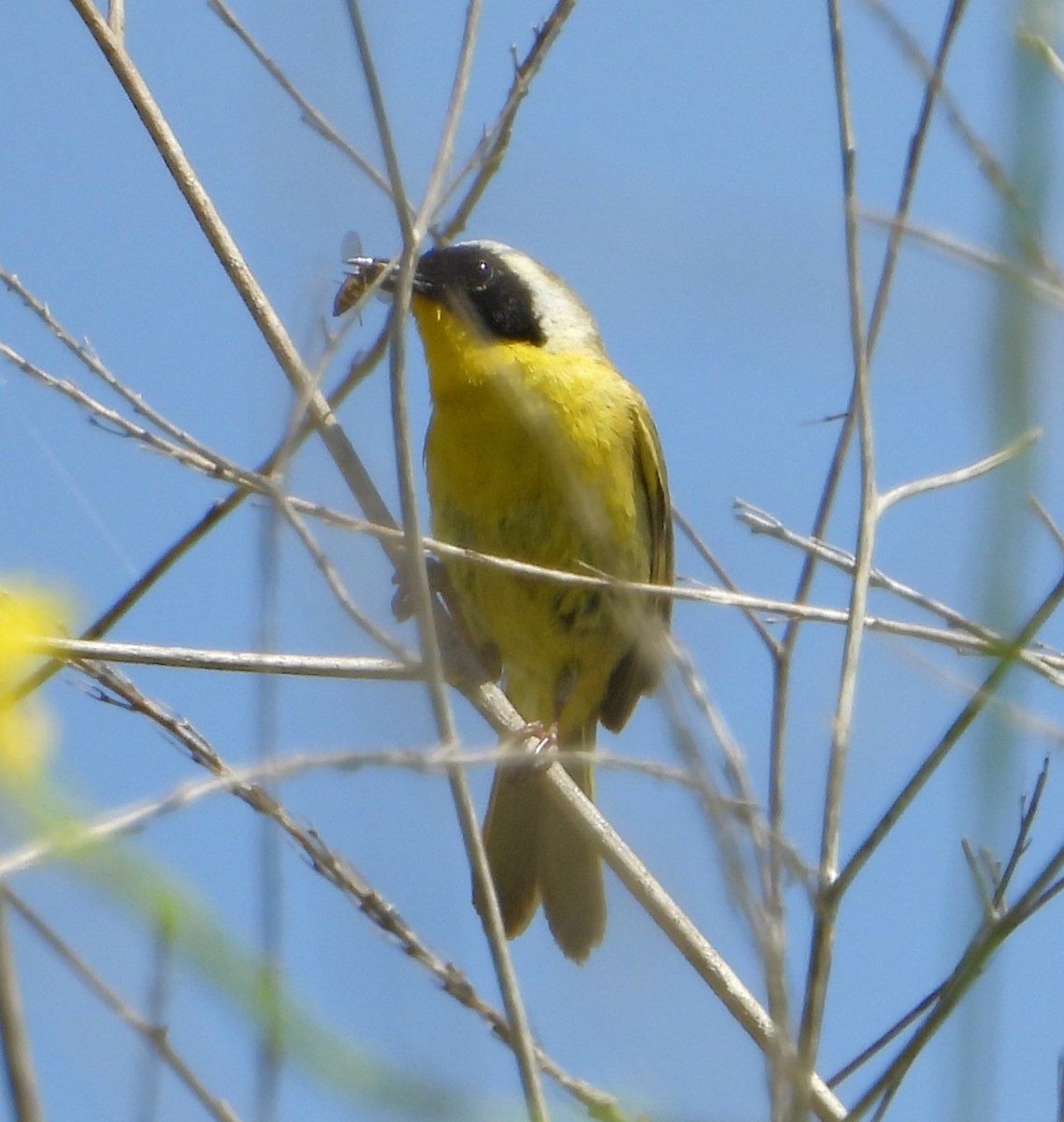 Common Yellowthroat - ML635863493