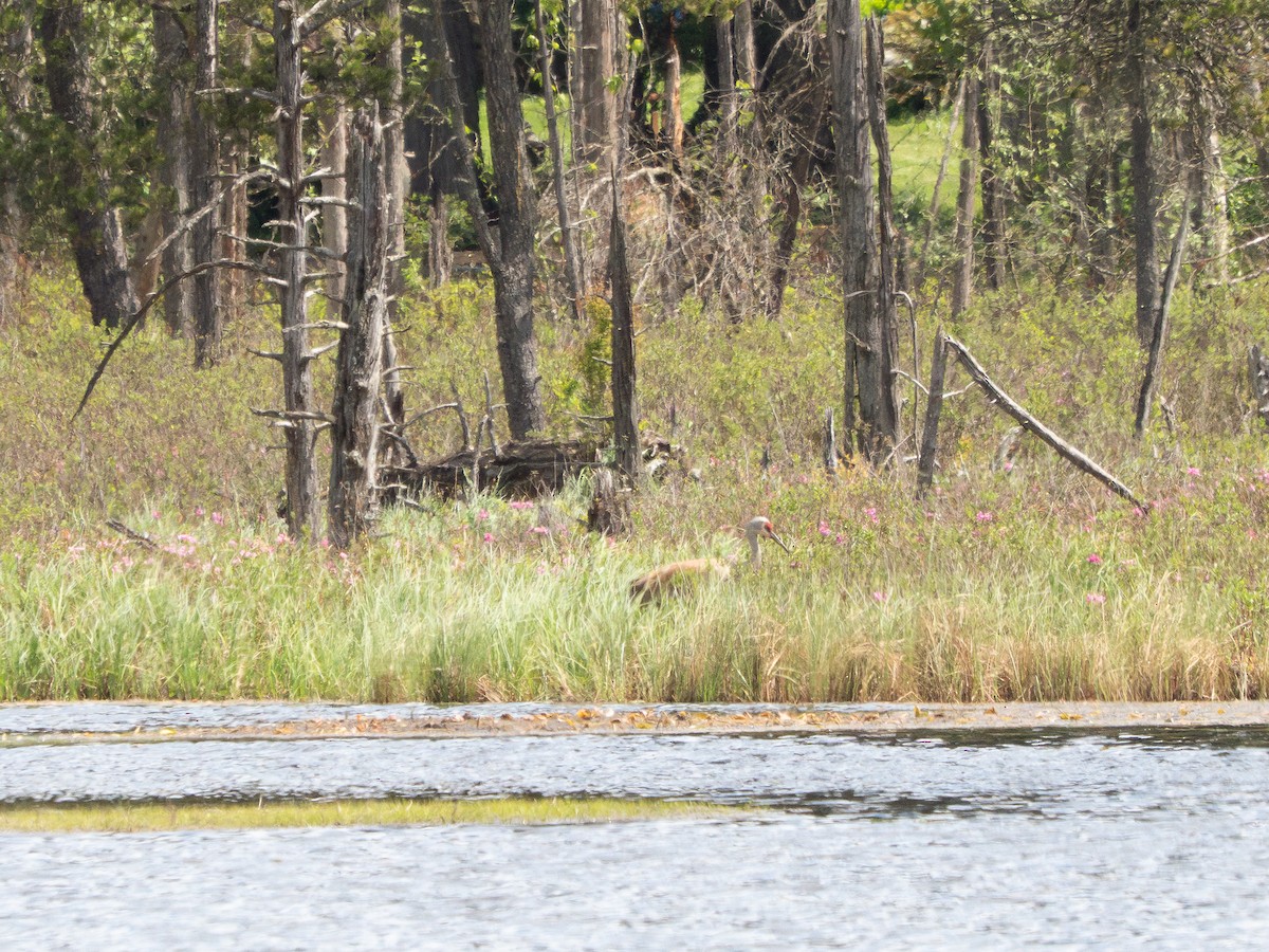 Sandhill Crane - ML635863845