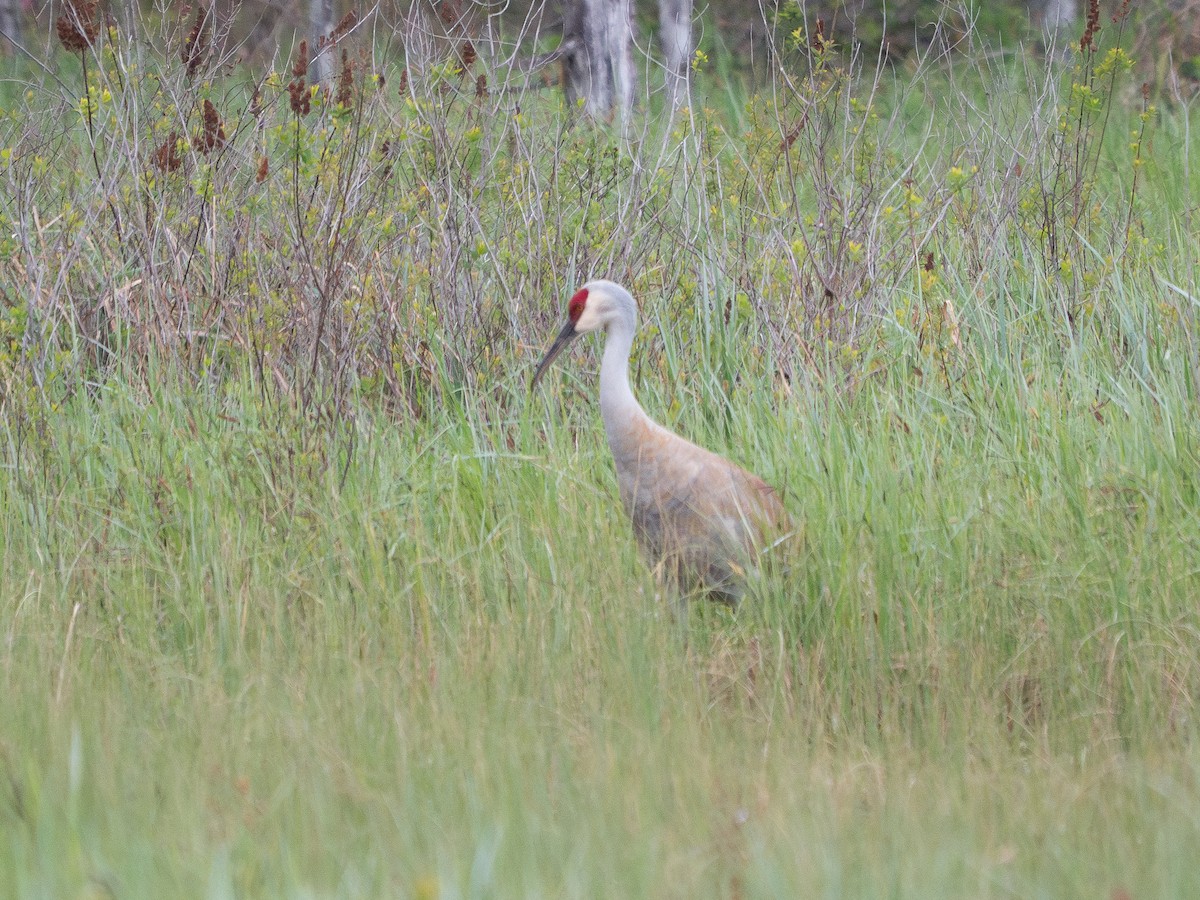 Sandhill Crane - ML635863903