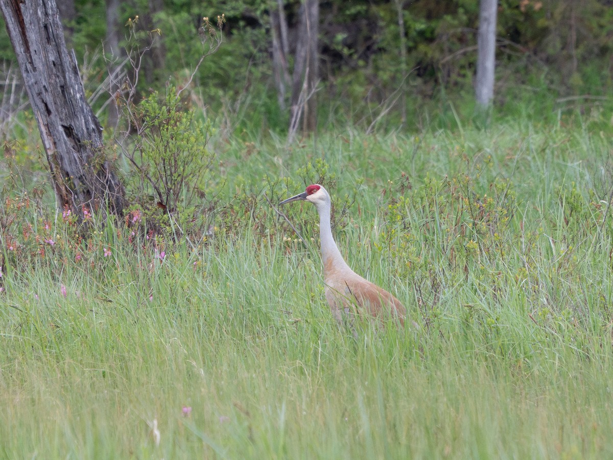 Sandhill Crane - ML635863904